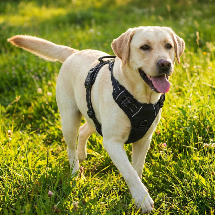 The Bobbie Harness® — The Front-Clip Harness That Stops Pulling From Walk One