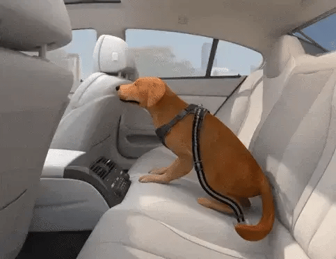 Why Every Car Ride With An Unrestrained Dog Is A Risk