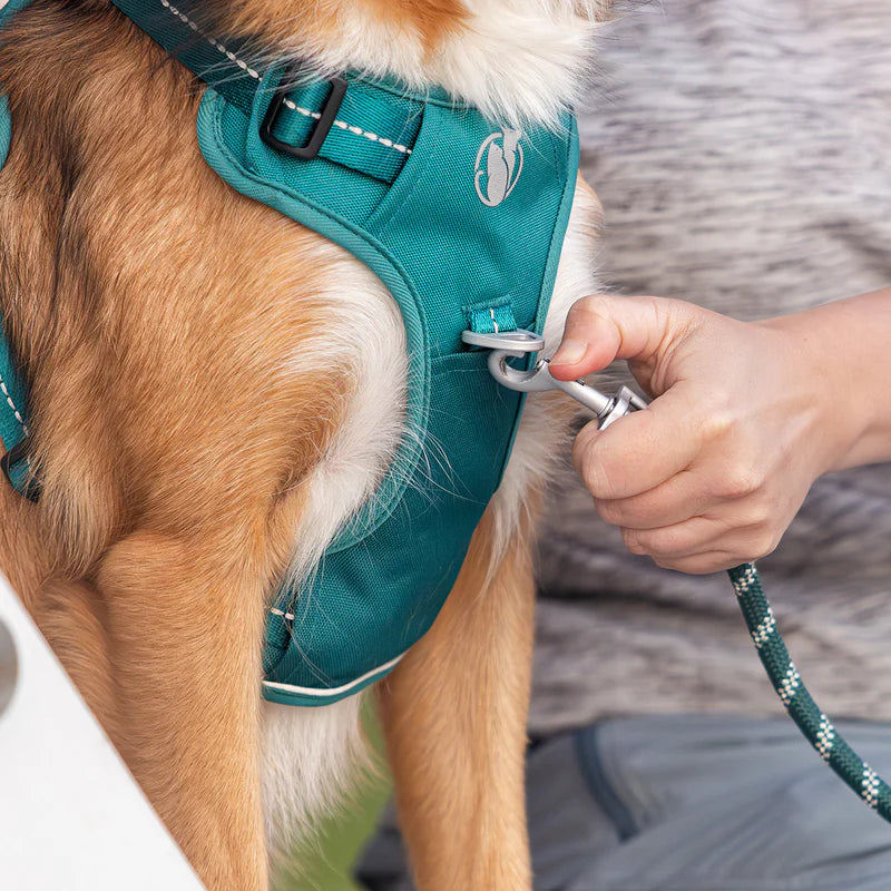 Finally - A Towel That Actually Dries Your Dog